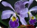Cattleya gaskelliana coerulea
